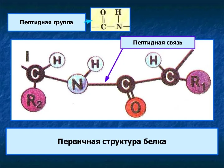 Первичная структура белка Пептидная группа Пептидная связь