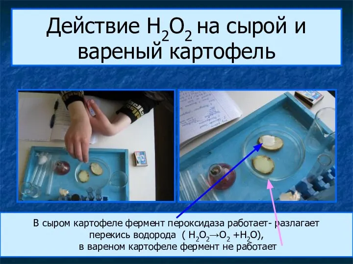 Действие H2O2 на сырой и вареный картофель В сыром картофеле фермент