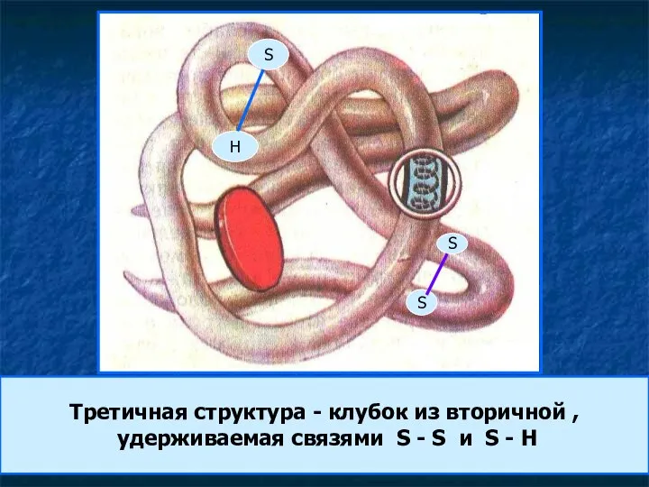 Третичная структура - клубок из вторичной , удерживаемая связями S -