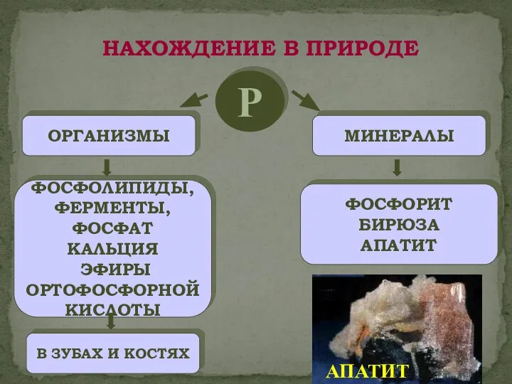 Р ОРГАНИЗМЫ МИНЕРАЛЫ ФОСФОЛИПИДЫ, ФЕРМЕНТЫ, ФОСФАТ КАЛЬЦИЯ ЭФИРЫ ОРТОФОСФОРНОЙ КИСЛОТЫ В