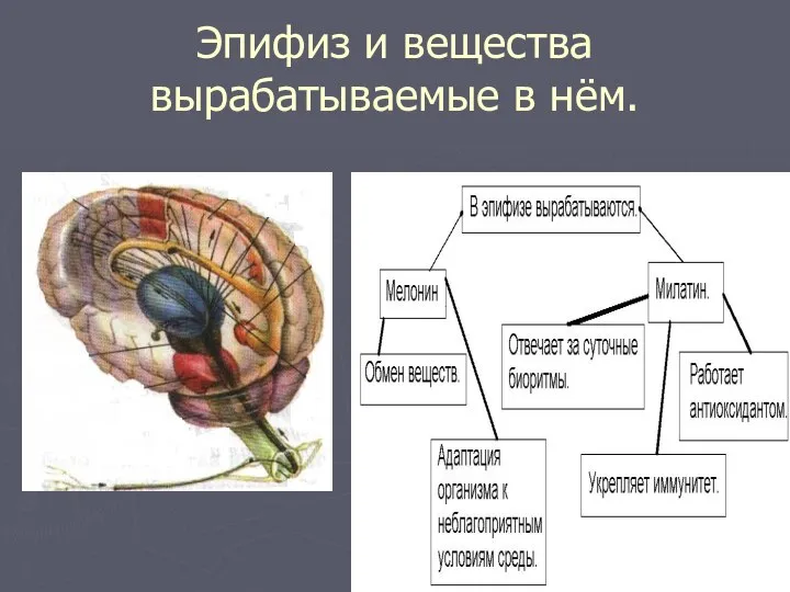 Эпифиз и вещества вырабатываемые в нём.