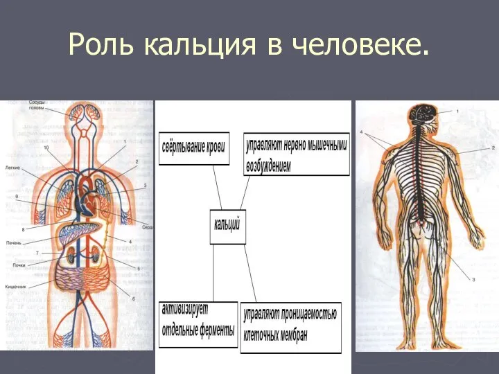 Роль кальция в человеке.