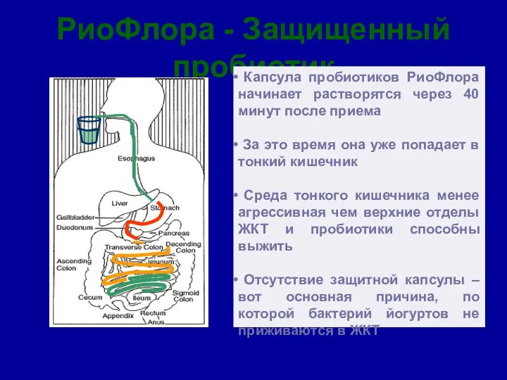 РиоФлора - Защищенный пробиотик Капсула пробиотиков РиоФлора начинает растворятся через 40