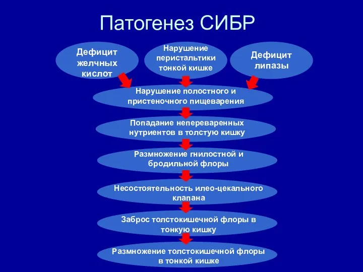 Патогенез СИБР Нарушение полостного и пристеночного пищеварения Размножение гнилостной и бродильной