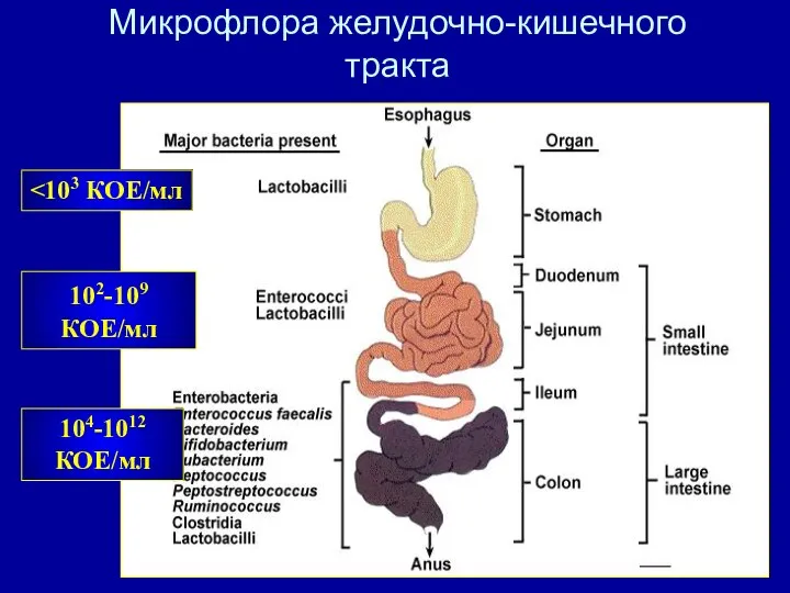 102-109 КОЕ/мл 104-1012 КОЕ/мл Микрофлора желудочно-кишечного тракта