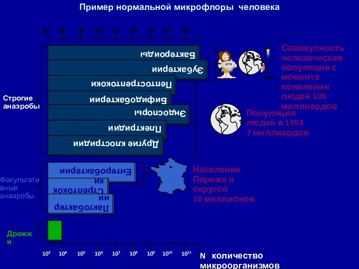 Пример нормальной микрофлоры человека Совокупность человеческая популяция с момента появления людей