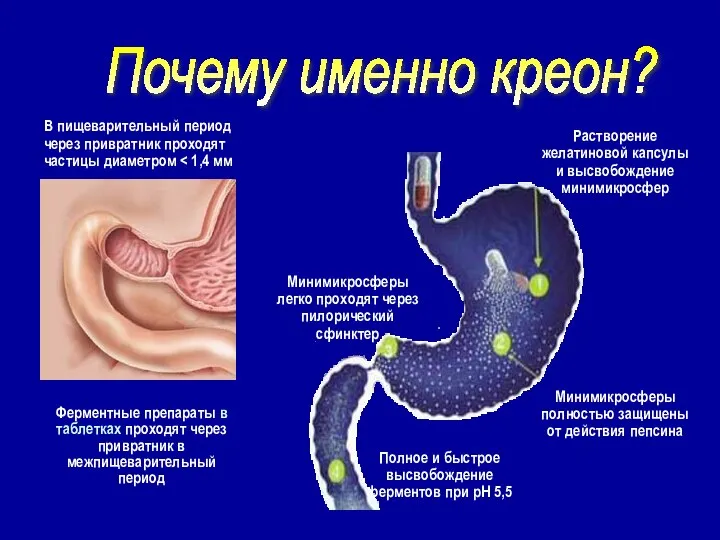 В пищеварительный период через привратник проходят частицы диаметром Ферментные препараты в