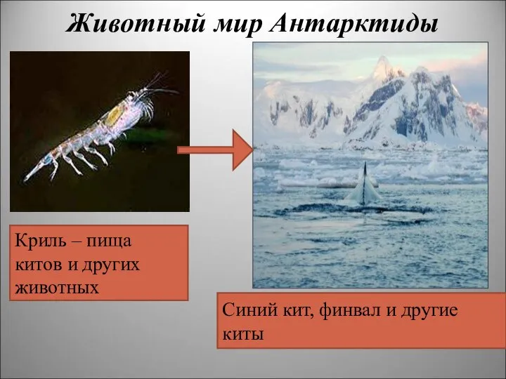 Животный мир Антарктиды Криль – пища китов и других животных Синий кит, финвал и другие киты