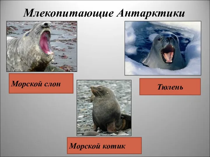 Млекопитающие Антарктики Морской слон Тюлень Морской котик