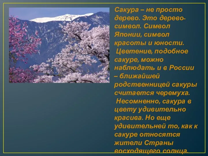 Сакура – не просто дерево. Это дерево-символ. Символ Японии, символ красоты