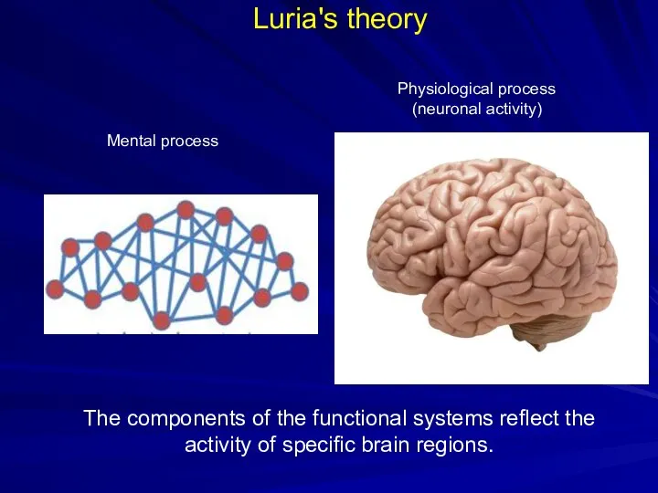 Luria's theory Mental process Physiological process (neuronal activity) The components of