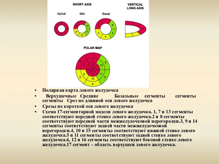 Полярная карта левого желудочка Верхушечные Средние Базальные сегменты сегменты сегменты Срез