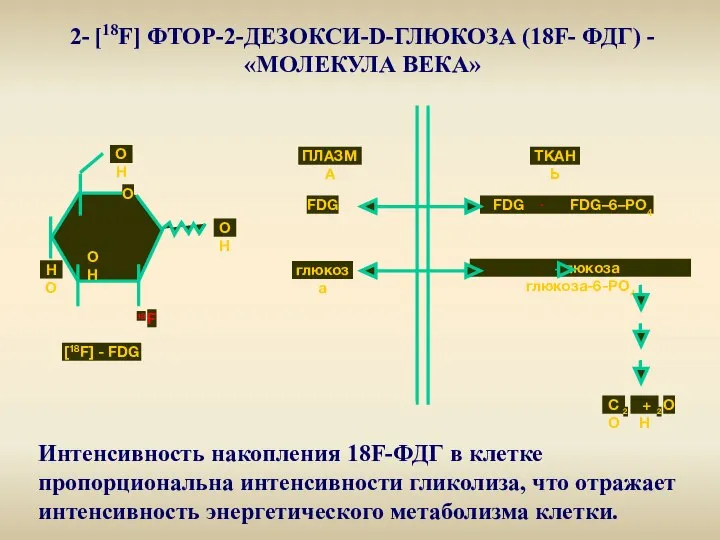 2- [18F] ФТОР-2-ДЕЗОКСИ-D-ГЛЮКОЗА (18F- ФДГ) - «МОЛЕКУЛА ВЕКА» Интенсивность накопления 18F-ФДГ