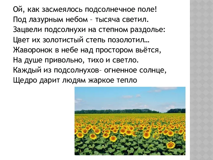 Ой, как засмеялось подсолнечное поле! Под лазурным небом – тысяча светил.