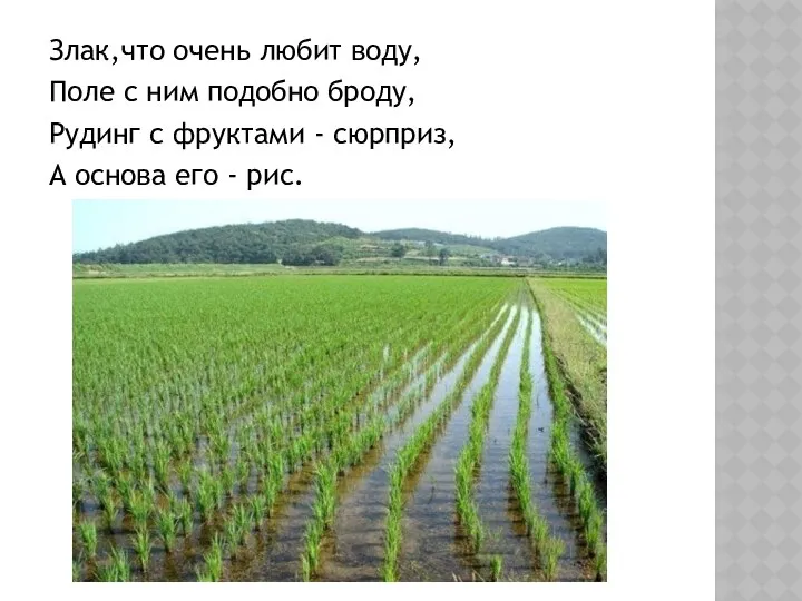 Злак,что очень любит воду, Поле с ним подобно броду, Рудинг с