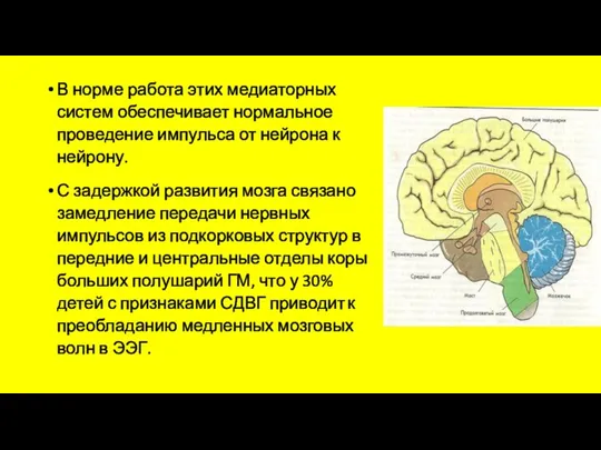 В норме работа этих медиаторных систем обеспечивает нормальное проведение импульса от