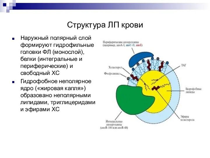 Структура ЛП крови Наружный полярный слой формируют гидрофильные головки ФЛ (монослой),