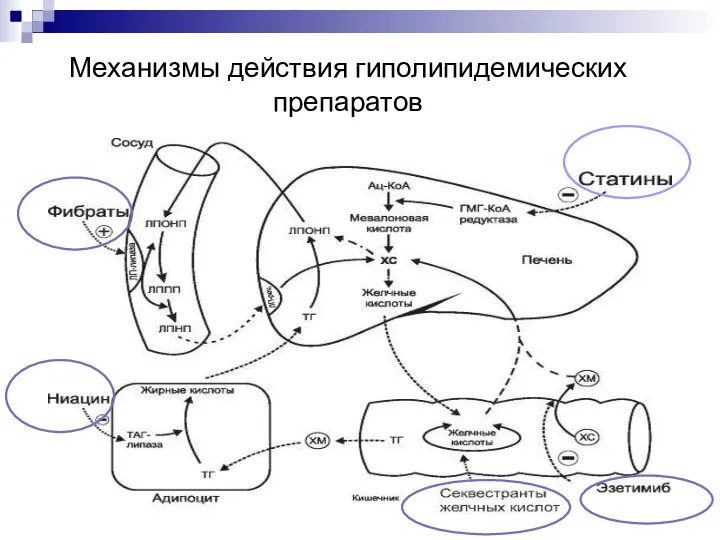 Механизмы действия гиполипидемических препаратов