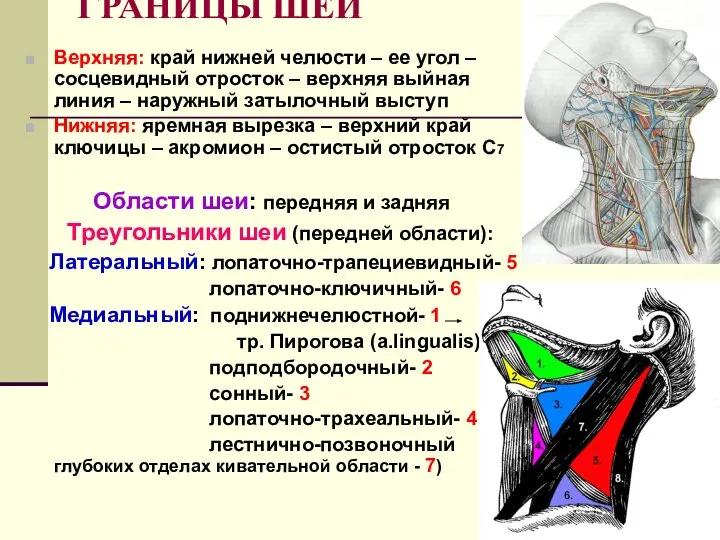 ГРАНИЦЫ ШЕИ Верхняя: край нижней челюсти – ее угол – сосцевидный