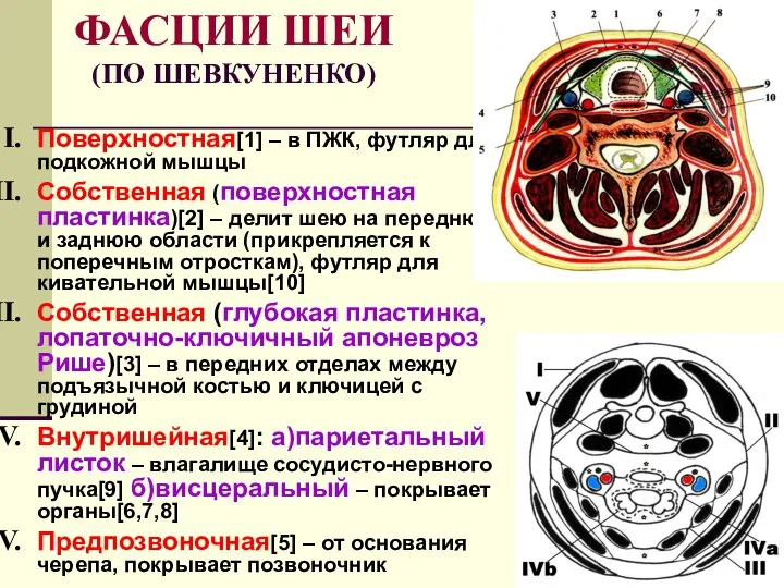 ФАСЦИИ ШЕИ (ПО ШЕВКУНЕНКО) Поверхностная[1] – в ПЖК, футляр для подкожной