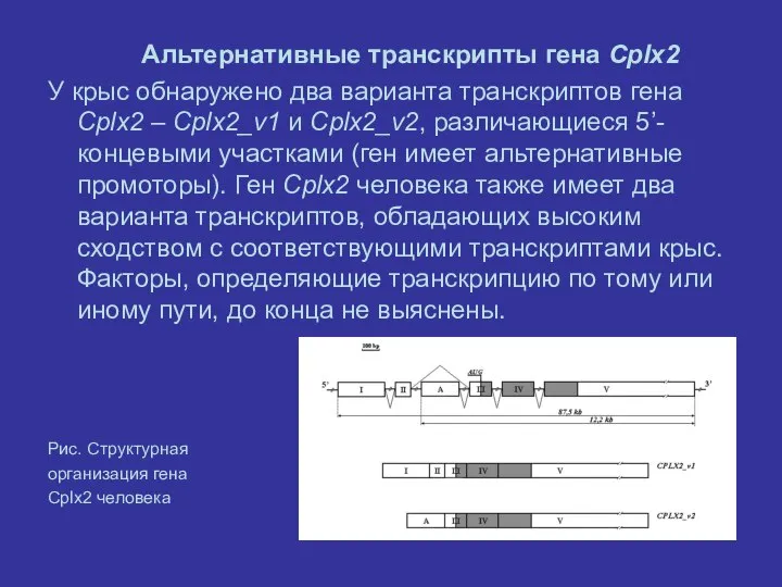 Альтернативные транскрипты гена Cplx2 У крыс обнаружено два варианта транскриптов гена