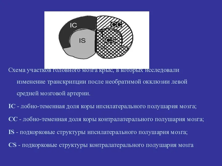 Схема участков головного мозга крыс, в которых исследовали изменение транскрипции после