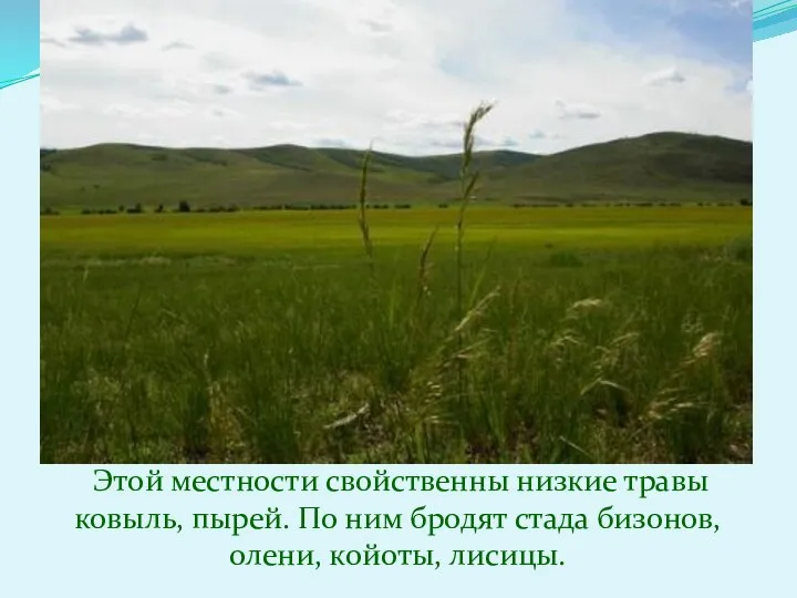 Этой местности свойственны низкие травы ковыль, пырей. По ним бродят стада бизонов, олени, койоты, лисицы.