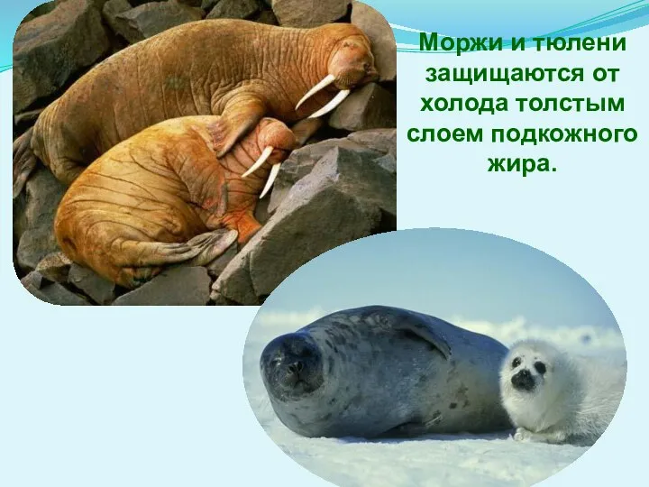 Моржи и тюлени защищаются от холода толстым слоем подкожного жира.