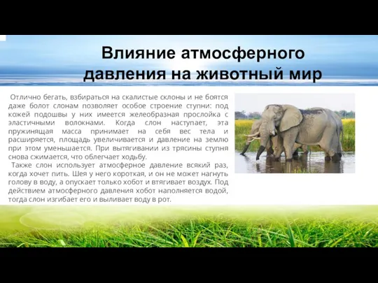 Отлично бегать, взбираться на скалистые склоны и не боятся даже болот