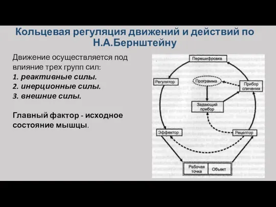 Кольцевая регуляция движений и действий по Н.А.Бернштейну Движение осуществляется под влияние