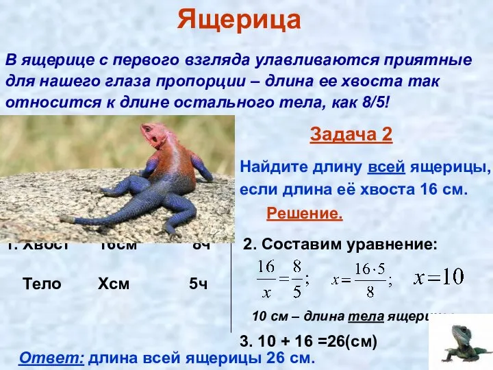 Задача 2 Найдите длину всей ящерицы, если длина её хвоста 16