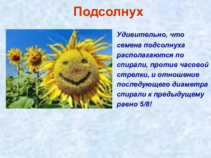 Подсолнух Удивительно, что семена подсолнуха располагаются по спирали, против часовой стрелки,