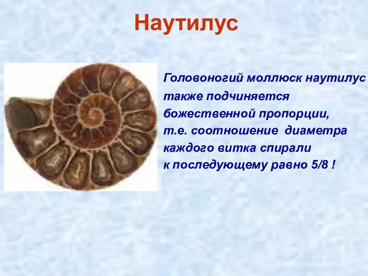 Наутилус Головоногий моллюск наутилус также подчиняется божественной пропорции, т.е. соотношение диаметра