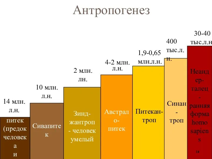 Антропогенез Рама- питек (предок человека и высших обезьян) Сивапитек Зинд- жантроп