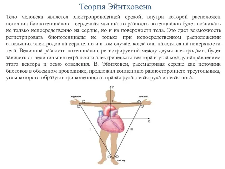 Теория Эйнтховена Тело человека является электропроводящей средой, внутри которой расположен источник