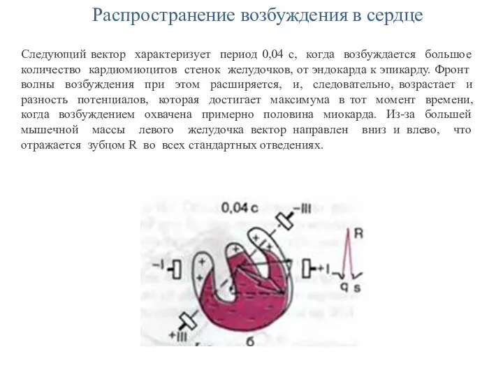 Распространение возбуждения в сердце Следующий вектор характеризует период 0,04 с, когда