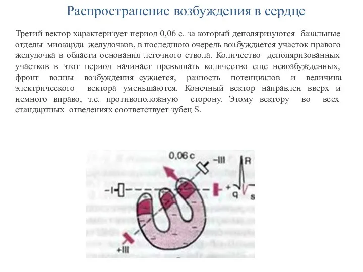 Распространение возбуждения в сердце Третий вектор характеризует период 0,06 с. за