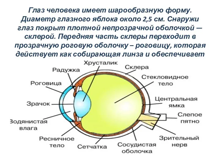 Глаз человека имеет шарообразную форму. Диаметр глазного яблока около 2,5 см.