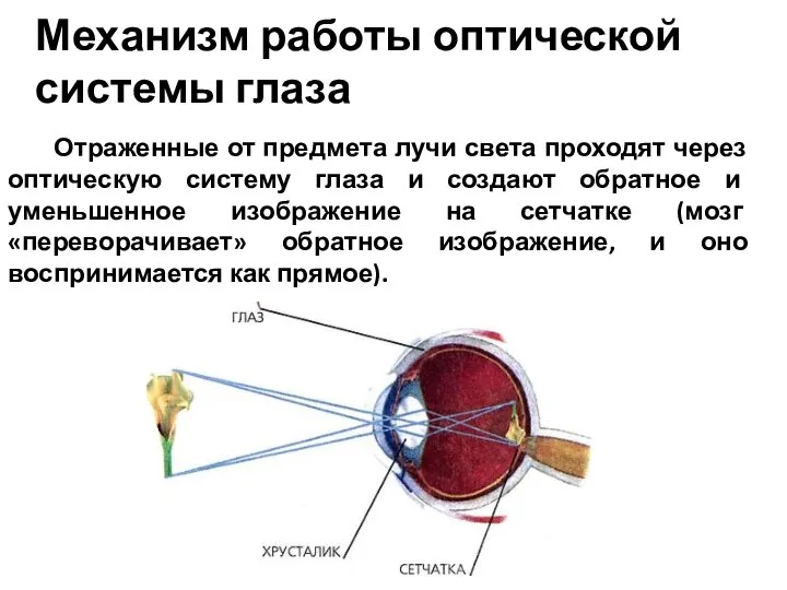 Механизм работы оптической системы глаза Отраженные от предмета лучи света проходят