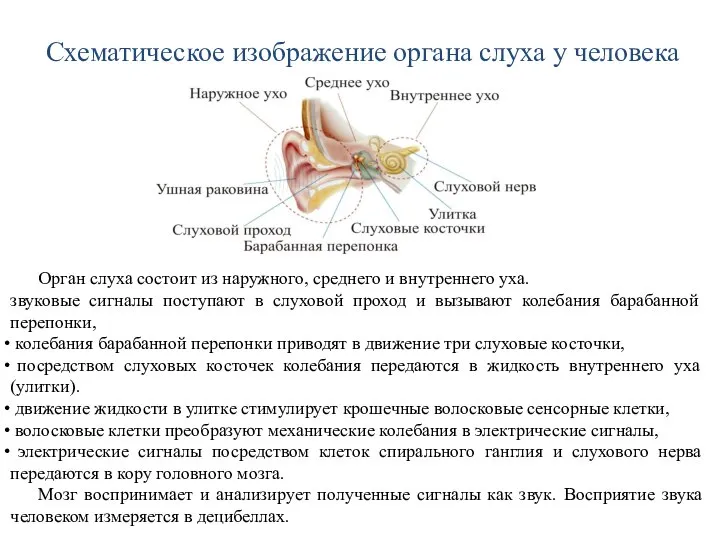 Схематическое изображение органа слуха у человека Орган слуха состоит из наружного,
