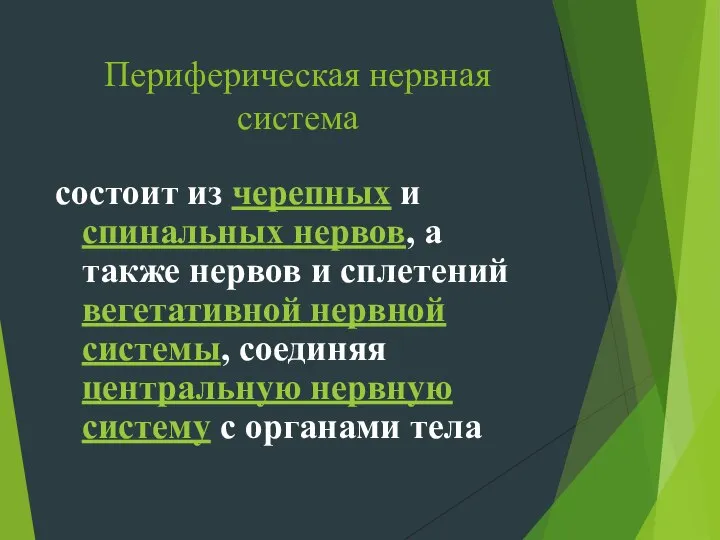 Периферическая нервная система состоит из черепных и спинальных нервов, а также