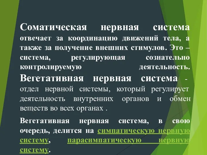 Соматическая нервная система отвечает за координацию движений тела, а также за