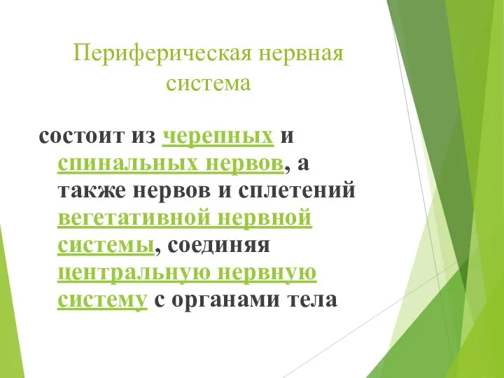 Периферическая нервная система состоит из черепных и спинальных нервов, а также