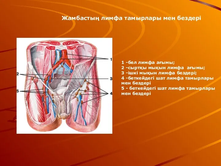 1 -бел лимфа ағымы; 2 -сыртқы мықын лимфа ағымы; 3 -ішкі