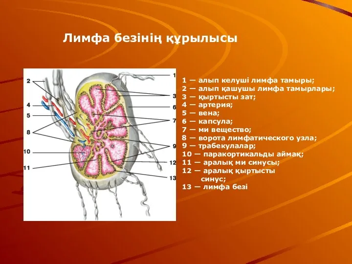 1 — алып келуші лимфа тамыры; 2 — алып қашушы лимфа