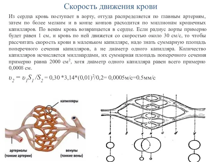 Скорость движения крови Из сердца кровь поступает в аорту, оттуда распределяется