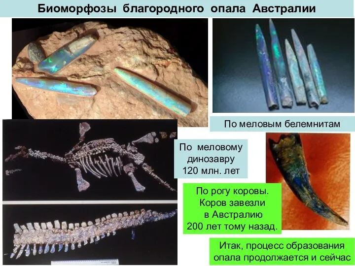 Биоморфозы благородного опала Австралии По меловым белемнитам По меловому динозавру 120