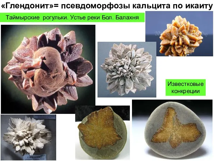 «Глендонит»= псевдоморфозы кальцита по икаиту Таймырские рогульки. Устье реки Бол. Балахня Известковые конкреции