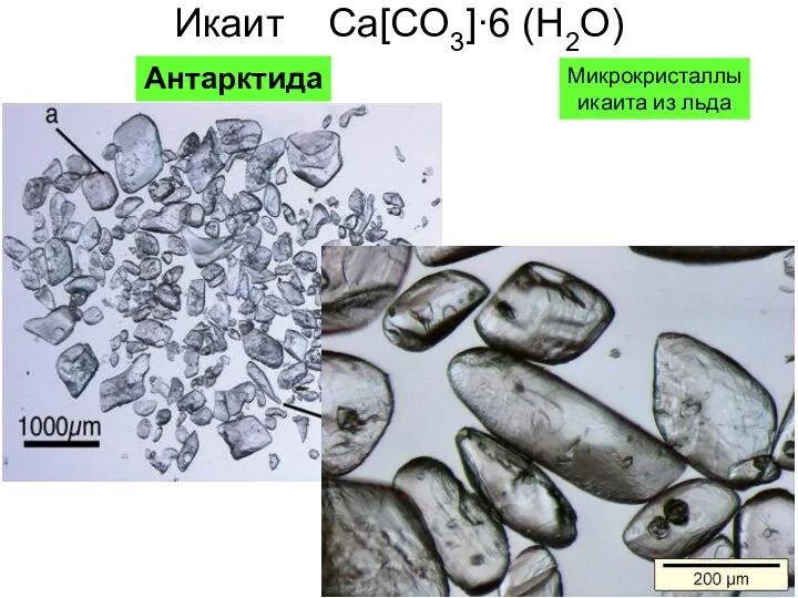 Икаит Ca[CO3]·6 (H2O) Антарктида Микрокристаллы икаита из льда