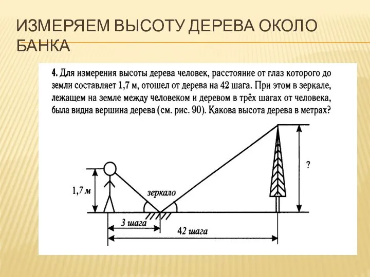 ИЗМЕРЯЕМ ВЫСОТУ ДЕРЕВА ОКОЛО БАНКА